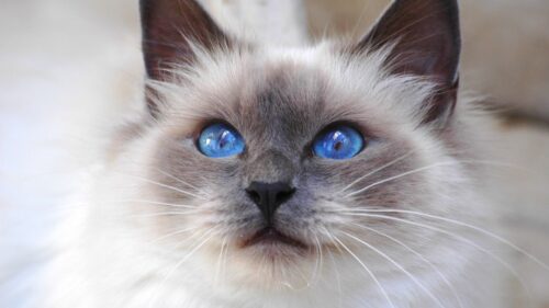 Cat Face, Color, Furry, Blue Eyes, Cute Wallpapers Free Download