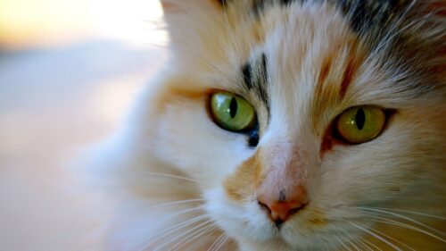 Cat Face, Eyes, Color, Striped Wallpapers Free Download