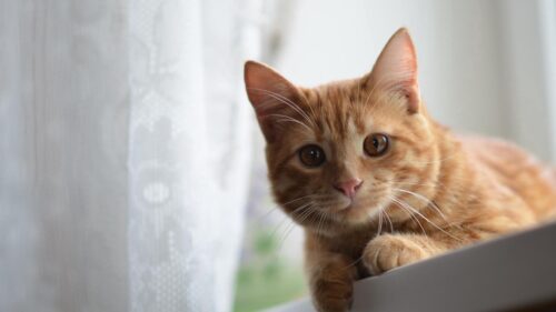 Cat Face, Eyes, Ginger Wallpapers Free Download