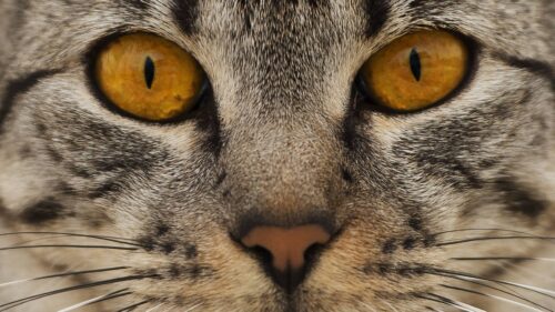 Cat, Face, Eyes, Nose Wallpapers Free Download