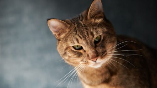Cat, Face, Fat, Look Wallpapers Free Download