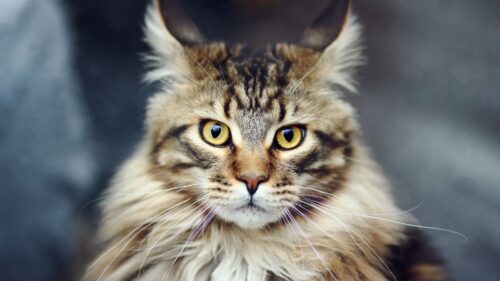 Cat, Face, Furry, Striped Wallpapers Free Download