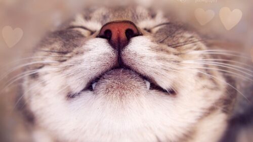 Cat Face, Happy, Nose, Heart, Wallpapers Free Download