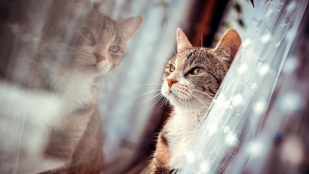 Next