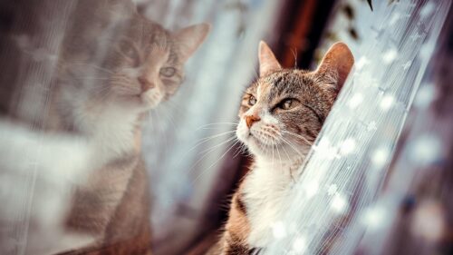 Cat Face, Window Wallpapers Free Download