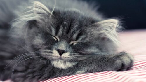 Cat Fluffy, Face, Sleep Wallpapers Free Download