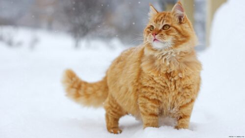 Cat Fluffy, Snow, Walk, Thick, Striped Wallpapers Free Download