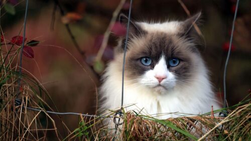 Cat, Furry, Grass, Blue, Eyed Wallpapers Free Download