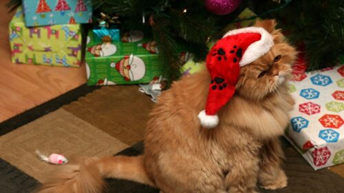 Cat, Furry, New, Year, Outfit, Boxes Wallpapers Free Download