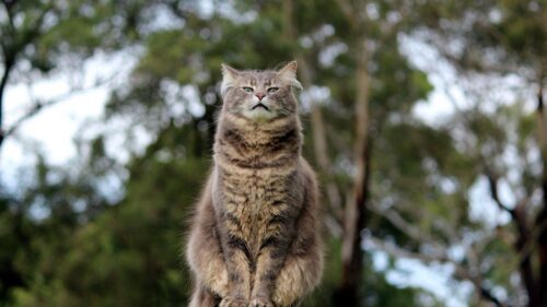 Cat Glare, Wallpapers Free Download