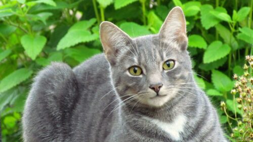 Cat, Grass, Leaves, Lie Wallpapers Free Download