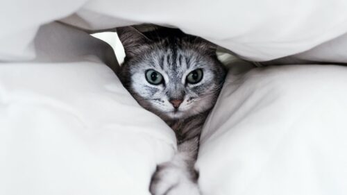 Cat, Gray, Paw Wallpapers Free Download