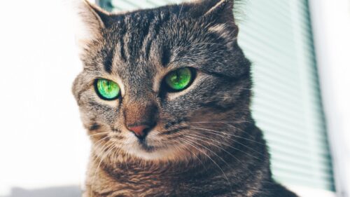 Cat, Green, Eyed, Muzzle, Look Wallpapers Free Download