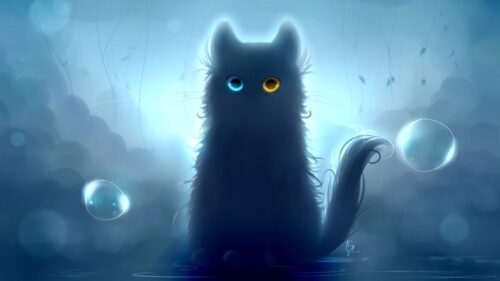 Cat, Heterochromia, Black, Cat Wallpapers Free Download