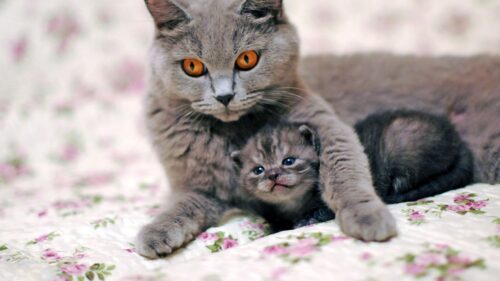 Cat, Kitten, Caring, Tenderness Wallpapers Free Download
