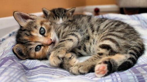 Cat, Kitten, Lying, Bed, Eyes, Look, Stripes Wallpapers Free Download