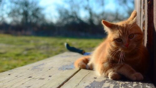 Cat, Kitten, Red, Lies Wallpapers Free Download