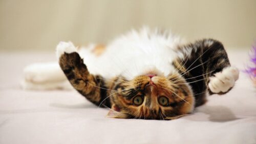 Cat, Lie, Paw, Cute, Spotted, Playful Wallpapers Free Download