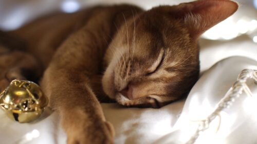 Cat, Lying, Face, Eyes Wallpapers Free Download