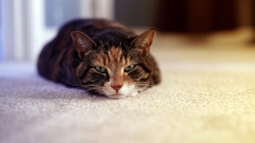 Cat, Lying, Sleepy, Face Wallpapers Free Download