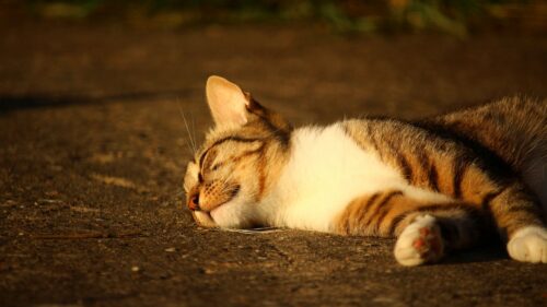 Cat, Lying, Striped, Sunlight Wallpapers Free Download