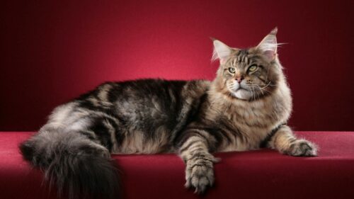 Cat, Maine, Coon, Fluffy Wallpapers Free Download