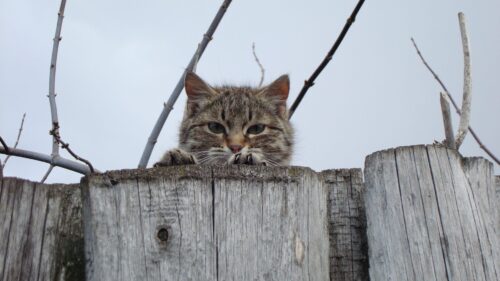 Cat Muzzle, Eyes, Fence, Peek Wallpapers Free Download