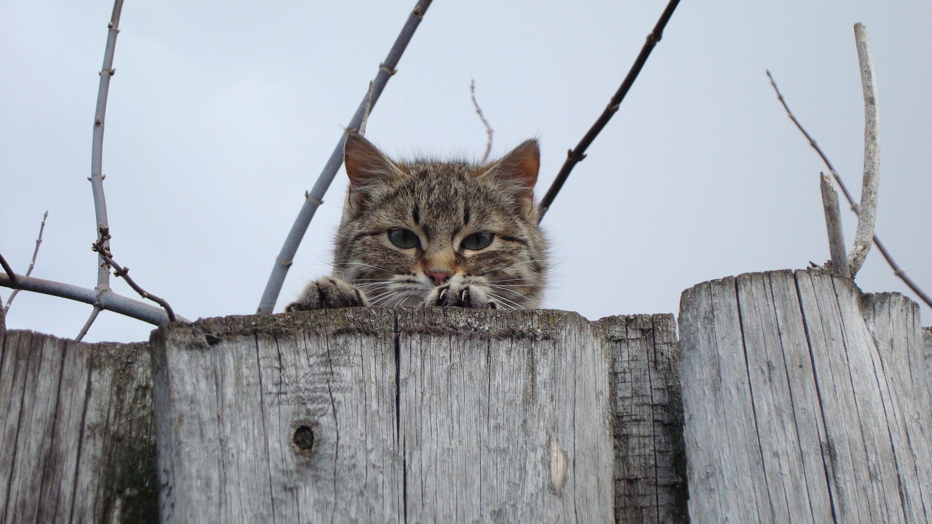 Cat Muzzle, Eyes, Fence, Peek Wallpapers Free Download - Desktop Wallpapers