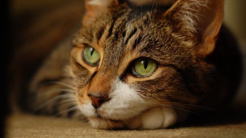 Cat, Muzzle, Eyes, Lie Wallpapers Free Download
