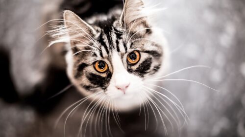Cat, Muzzle, Eyes, Mustache Wallpapers Free Download