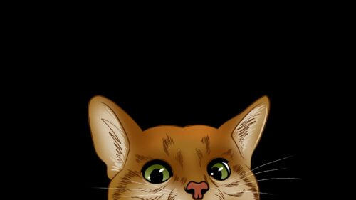 Cat, Muzzle, Look, Out Wallpapers Free Download