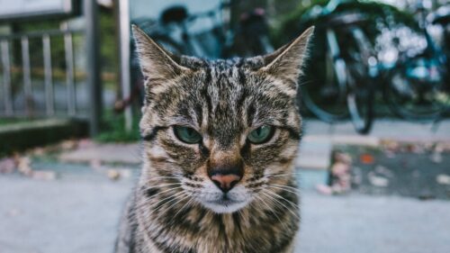 Cat, Muzzle, Look Wallpapers Free Download