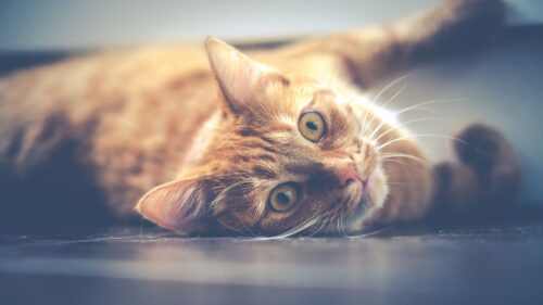 Cat, Muzzle, Lying, Red Wallpapers Free Download