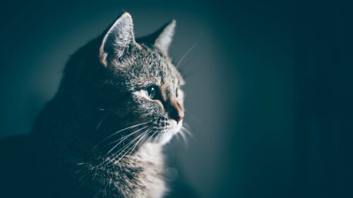 Cat, Muzzle, Profile Wallpapers Free Download