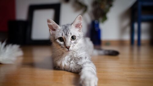 Cat, Paw, Lie, Down Wallpapers Free Download