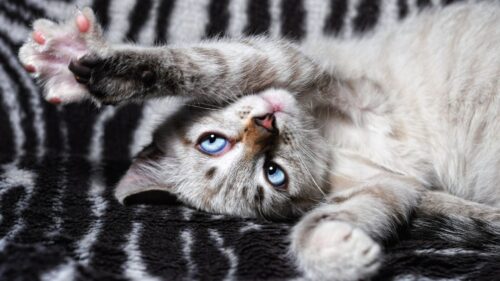 Cat, Paws, Lies, Playful Wallpapers Free Download