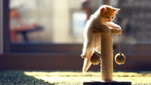Cat, Playful, Kitten, Climbing Wallpapers Free Download