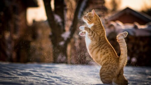 Cat, Redhead, Hind, Legs Wallpapers Free Download
