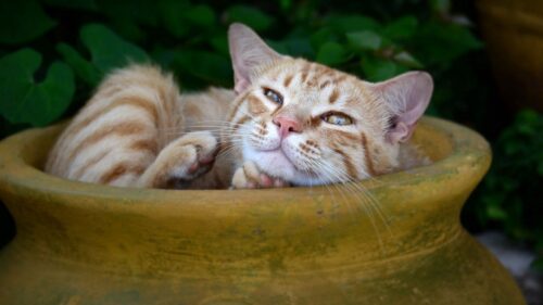 Cat, Redhead, Striped, Pitcher Wallpapers Free Download