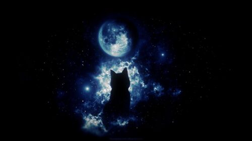 Cat, Silhouette, Moon Wallpapers Free Download