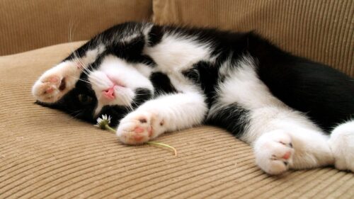 Cat, Sleep, Dog, Spotted, Lying Wallpapers Free Download
