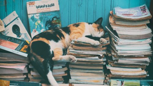 Cat, Sleep, Magazines Wallpapers Free Download