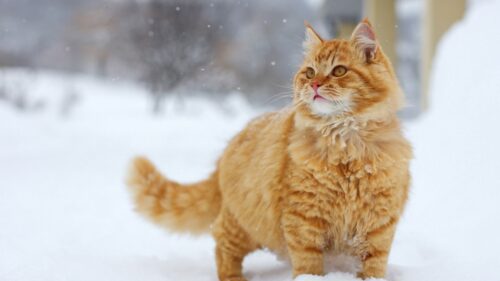 Cat, Snow, Walk Wallpapers Free Download