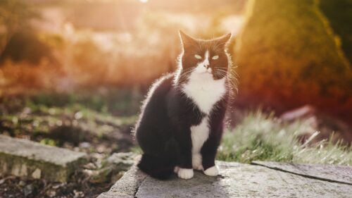 Cat, Spotted, Sunlight Wallpapers Free Download