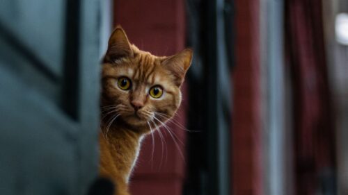 Cat, Spy, Sight Wallpapers Free Download