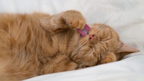 Cat, Tongue, Protruding, Paw Wallpapers Free Download