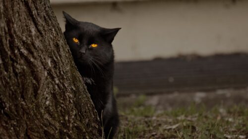 Cat, Tree, Black, Hide, Eyes Wallpapers Free Download
