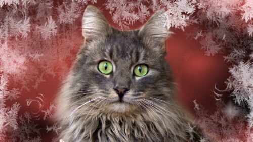 Cat, View, Background Wallpapers Free Download