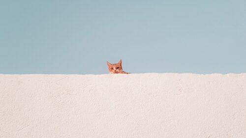 Cat, Wall, Peeking Wallpapers Free Download