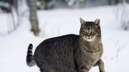 Cat, Winter, Snow, Walk Wallpapers Free Download